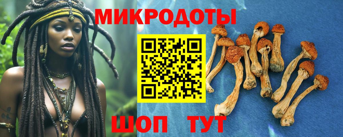 Дальнегорск  Псилоцибиновые грибы Psilocybine cubensis  Вход с VPN 